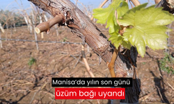 Manisa’da yılın son günü üzüm bağı uyandı