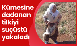 Kümesine dadanan tilkiyi suçüstü yakaladı