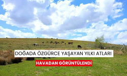 Doğada özgürce yaşayan yılkı atları havadan görüntülendi