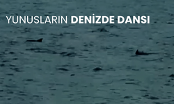 Yunusların denizde dansı