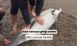 Balık tutmaya gittiği sahilde ölü yunus buldu