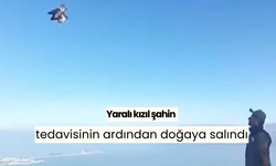 Yaralı kızıl şahin tedavisinin ardından doğaya salındı