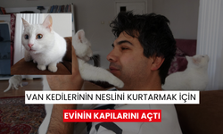 Evinde yaklaşık 35 Van kedisi besliyor