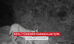 Koruma çalışmaları devam ediyor: Nesli tükenen karakulak için cezalar caydırıcı