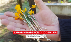 Baharın habercisi çiğdemler erkenden açtı