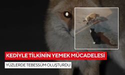 Tilki ve kedi arasında yemek için tatlı bir rekabet