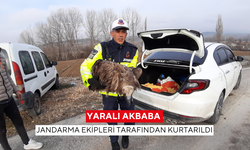 Jandarma ekipleri, yaralı akbabanın hayatını kurtardı