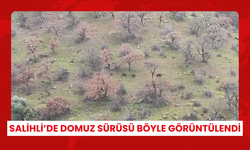 Salihli’de domuz sürüsü böyle görüntülendi