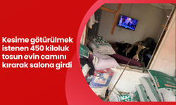 Kesime götürülmek istenen 450 kiloluk tosun evin camını kırarak salona girdi