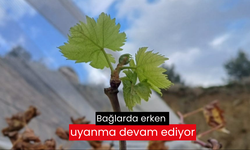 Bağlarda erken uyanma devam ediyor