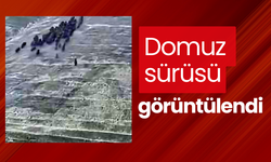 Elazığ’da domuz sürüsü görüntülendi