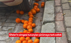 Efeler'in turunçları çürümeye terk edildi! Doğal zenginlik sahipsiz kaldı