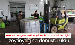 Park ve bahçelerdeki zeytinler ihtiyaç sahipleri için zeytinyağına dönüştürüldü