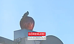 Görenleri güldüren kuş