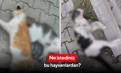 Önce köpekler şimdi de kediler… Salihli’de kahreden görüntüler!