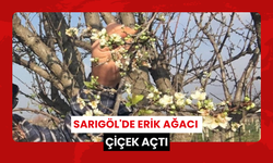 Sarıgöl'de erik ağacı çiçek açtı