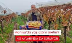 Manisa’da yaş üzüm üretimi kış aylarında da sürüyor