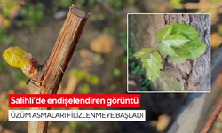 Salihli’de çiftçileri endişelendiren görüntü… Üzüm asmaları filizlenmeye başladı