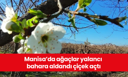 Manisa’da ağaçlar yalancı bahara aldandı çiçek açtı