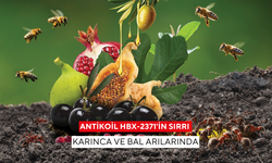 Antikoil HBX-2371'in sırrı karınca ve bal arılarında