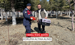 Yaralı kızıl şahin koruma altına alındı