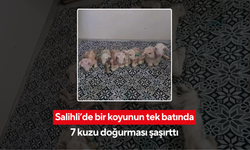 Salihli’de bir koyunun tek batında 7 kuzu doğurması şaşırttı