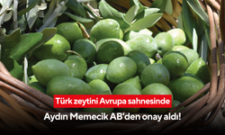 Türk zeytini Avrupa sahnesinde: Aydın Memecik AB'den onay aldı!