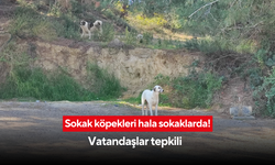 Sokak köpekleri hala sokaklarda! Vatandaşlar tepkili