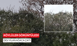 Dev yılan şaşkınlığı: Yaklaşık 8 metre