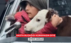 Hasta buzağısı Korkmasın diye sımsıkı sarıldı