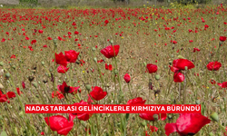 Nadas tarlası gelinciklerle kırmızıya büründü