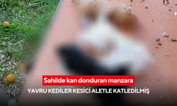 Sahilde kan donduran manzara: Yavru kediler kesici aletle katledilmiş