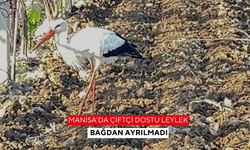 Manisa’da Çiftçi Dostu Leylek Bağdan Ayrılmadı
