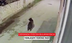 Ormanda yiyecek bulamayınca yerleşim yerine indi