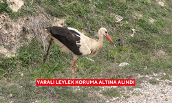 Yaralı leylek koruma altına alındı