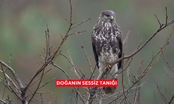Doğanın sessiz tanığı