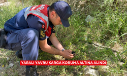 Yaralı yavru karga koruma altına alındı