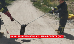 Havaların ısınmasıyla yılanlar ortaya çıktı