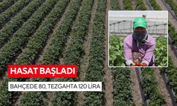 Kokusu ilçeyi sardı! Bahçede 80, tezgahta 120 lira