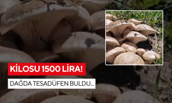 62 tane bir arada! Dağda mantar şöleni...