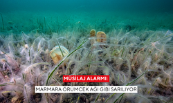 Müsilaj alarmı: Marmara örümcek ağı gibi sarılıyor