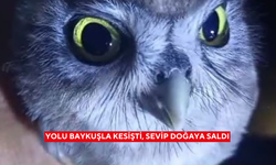 Yolu baykuşla kesişti, sevip doğaya saldı