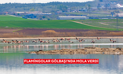 Flamingolar Gölbaşı'nda mola verdi