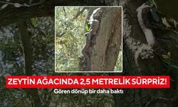 Zeytin ağacında 2,5 metrelik sürpriz! Gören dönüp bir daha baktı