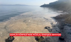 Gemlik Körfezi’nde müsilaj endişesi artıyor