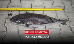 Rekor boyutta... Karaya vurdu
