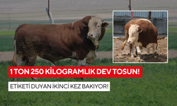 Dev tosun satışta: Etiketi duyan ikinci kez bakıyor!