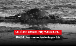 Sahilde korkunç manzara! Kötü kokunun nedeni ortaya çıktı