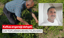 Kafkas engereği dehşeti: Çay toplarken zehirli yılan ısırdı