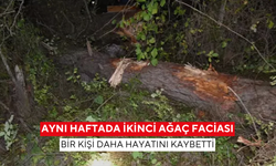 Aynı haftada ikinci ağaç faciası: Bir kişi daha hayatını kaybetti